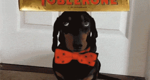 cane con toblerone